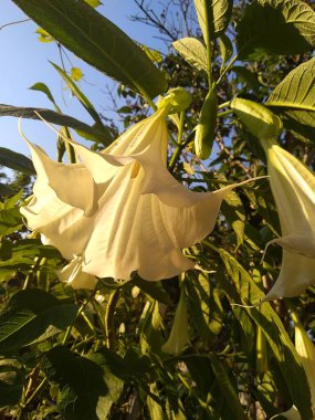 Bahçemdeki bu çiçekler ve meyveler doğanın harikalarıdır.!