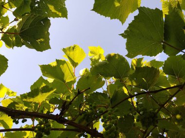 Bahçemdeki bu çiçekler ve meyveler doğanın harikalarıdır.!