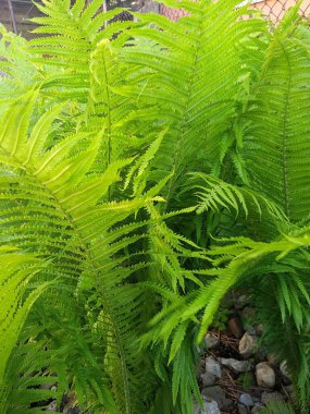 Bahçemdeki bu çiçekler ve meyveler doğanın harikalarıdır.!