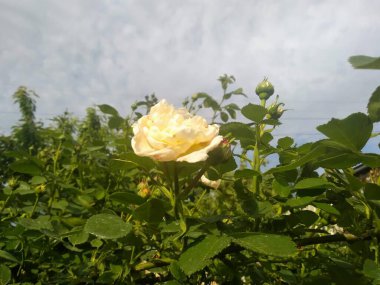Bahçemdeki bu çiçekler ve meyveler doğanın harikalarıdır.!