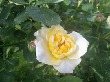 Bahçemdeki bu çiçekler ve meyveler doğanın harikalarıdır.!