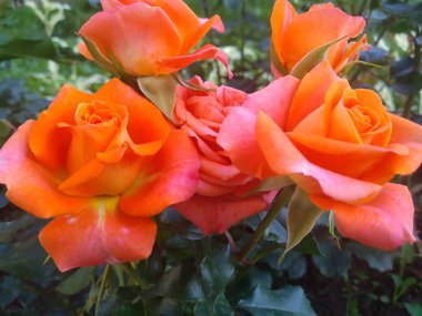 Bahçemdeki bu çiçekler ve meyveler doğanın harikalarıdır.!