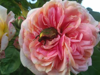 Bahçemdeki bu çiçekler ve meyveler doğanın harikalarıdır.!