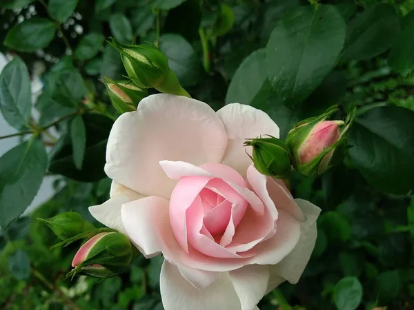 Estas Flores Frutos Meu Jardim São Maravilhas Natureza — Fotografia de Stock