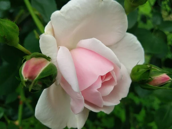 Blommorna Och Frukterna Min Trädgård Naturens — Stockfoto