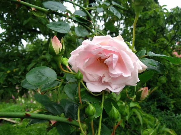 私の庭のこれらの花や果物は自然の驚異です — ストック写真