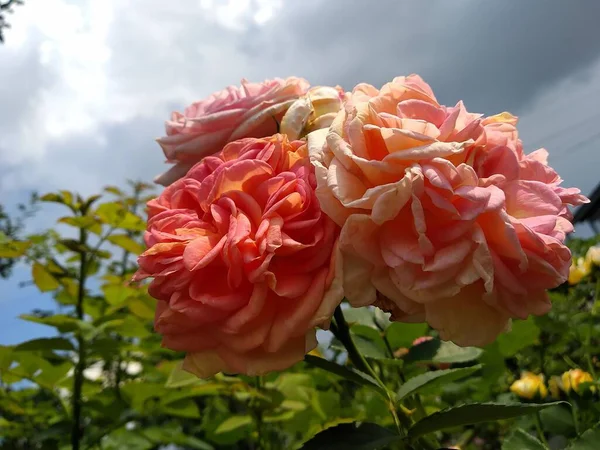 Bahçemdeki Çiçekler Meyveler Doğanın Harikalarıdır — Stok fotoğraf