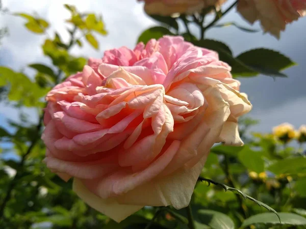 Estas Flores Frutos Jardín Son Maravillas Naturaleza — Foto de Stock