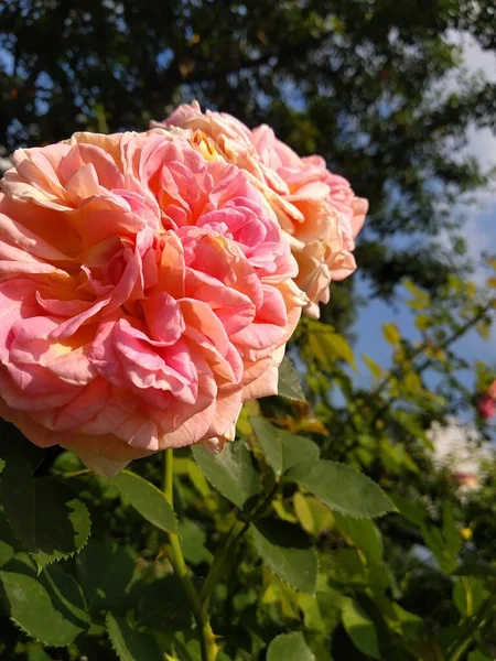 Estas Flores Frutos Meu Jardim São Maravilhas Natureza — Fotografia de Stock