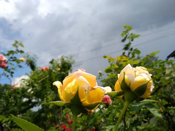 Estas Flores Frutos Meu Jardim São Maravilhas Natureza — Fotografia de Stock