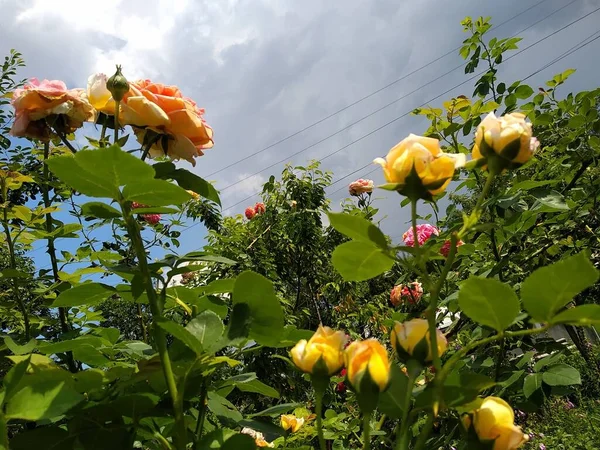 Diese Blumen Und Früchte Meinem Garten Sind Wunder Der Natur — Stockfoto