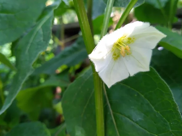 Questi Fiori Frutti Nel Mio Giardino Sono Meraviglie Della Natura — Foto Stock