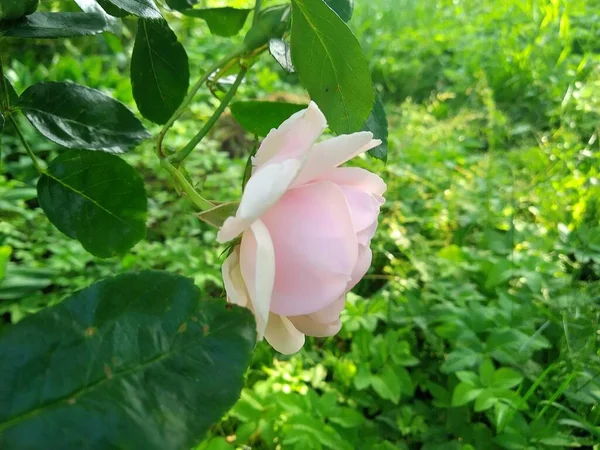 Estas Flores Frutos Jardín Son Maravillas Naturaleza — Foto de Stock