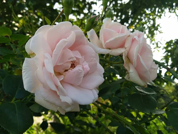 Flowers Fruits Garden Wonders Nature — Stock Photo, Image