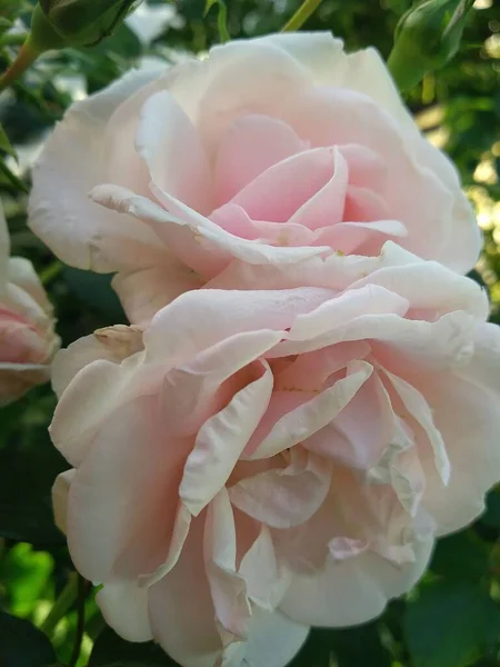 Questi Fiori Frutti Nel Mio Giardino Sono Meraviglie Della Natura — Foto Stock