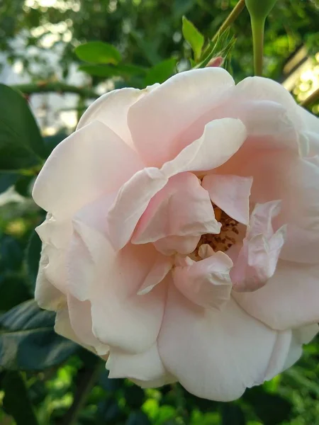 Diese Blumen Und Früchte Meinem Garten Sind Wunder Der Natur — Stockfoto