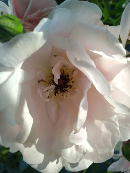 Ces Fleurs Fruits Dans Mon Jardin Sont Des Merveilles Nature — Photo