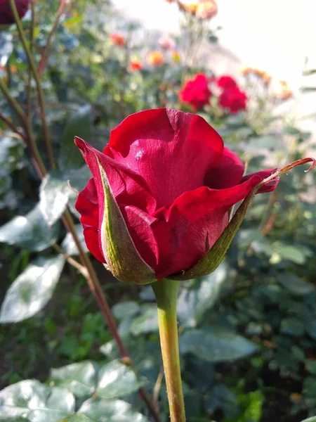 Blommorna Och Frukterna Min Trädgård Naturens — Stockfoto