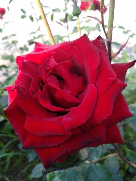 Estas Flores Frutos Jardín Son Maravillas Naturaleza —  Fotos de Stock