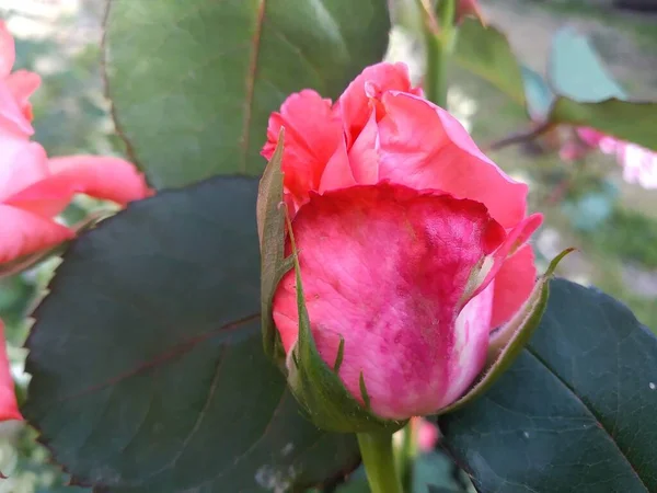 Diese Blumen Und Früchte Meinem Garten Sind Wunder Der Natur — Stockfoto