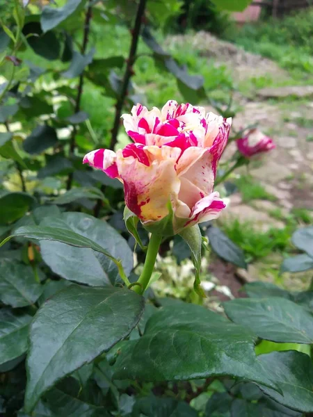 Estas Flores Frutos Meu Jardim São Maravilhas Natureza — Fotografia de Stock