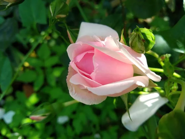 Bunga Bunga Dan Buah Buahan Kebun Saya Adalah Keajaiban Alam — Stok Foto