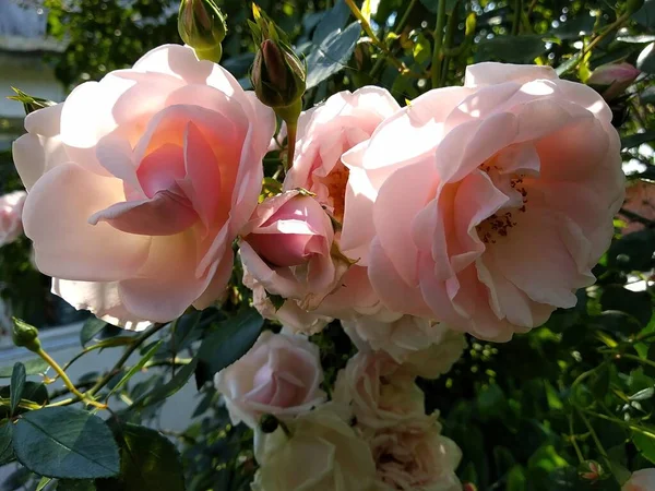 Estas Flores Frutos Meu Jardim São Maravilhas Natureza — Fotografia de Stock