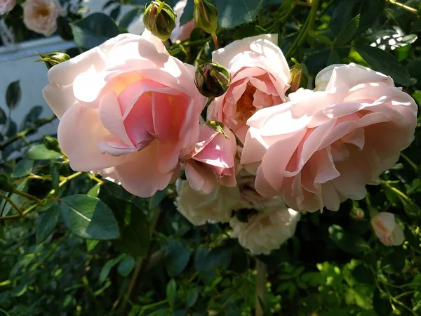 Estas Flores Frutos Meu Jardim São Maravilhas Natureza — Fotografia de Stock