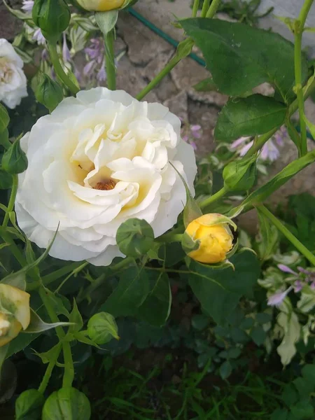 私の庭のこれらの花や果物は自然の驚異です — ストック写真