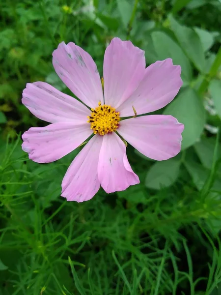 Estas Flores Frutos Jardín Son Maravillas Naturaleza —  Fotos de Stock