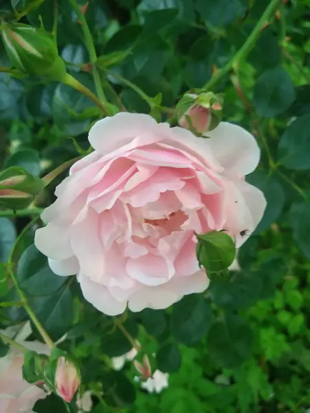 Bunga Bunga Dan Buah Buahan Kebun Saya Adalah Keajaiban Alam — Stok Foto