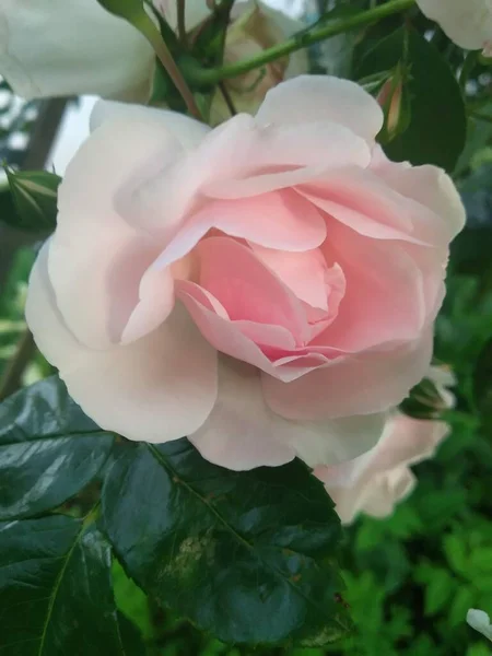 Deze Bloemen Vruchten Mijn Tuin Zijn Wonderen Van Natuur — Stockfoto