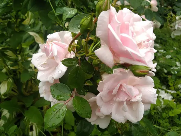 Estas Flores Frutos Meu Jardim São Maravilhas Natureza — Fotografia de Stock