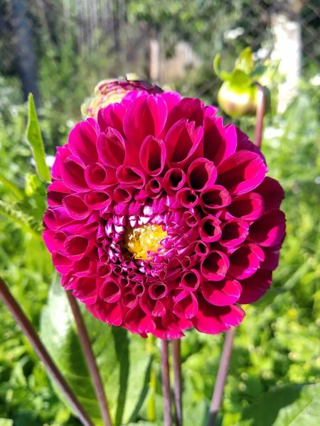 Квіти Фрукти Моєму Саду Дива Природи — стокове фото