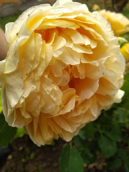 Estas Flores Frutos Jardín Son Maravillas Naturaleza — Foto de Stock