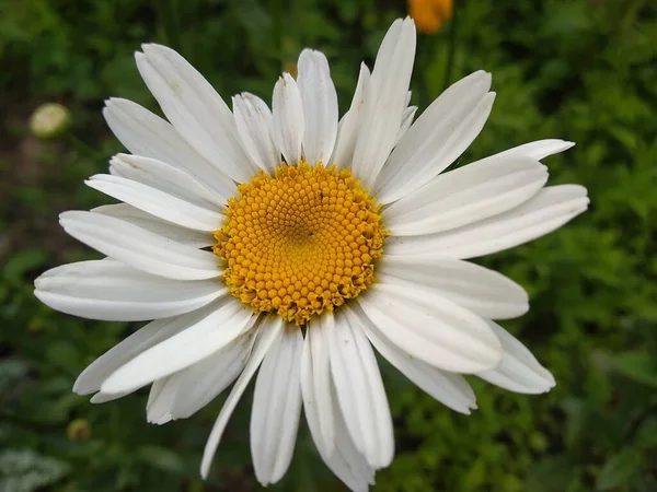 Deze Bloemen Vruchten Mijn Tuin Zijn Wonderen Van Natuur — Stockfoto