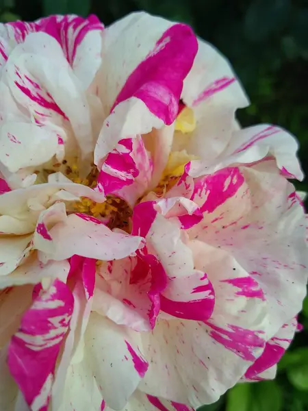 Ces Fleurs Fruits Dans Mon Jardin Sont Des Merveilles Nature — Photo