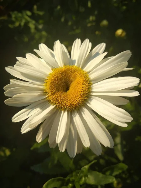 Flowers Fruits Garden Wonders Nature — Stock Photo, Image