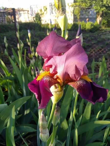 Questi Fiori Frutti Nel Mio Giardino Sono Meraviglie Della Natura — Foto Stock