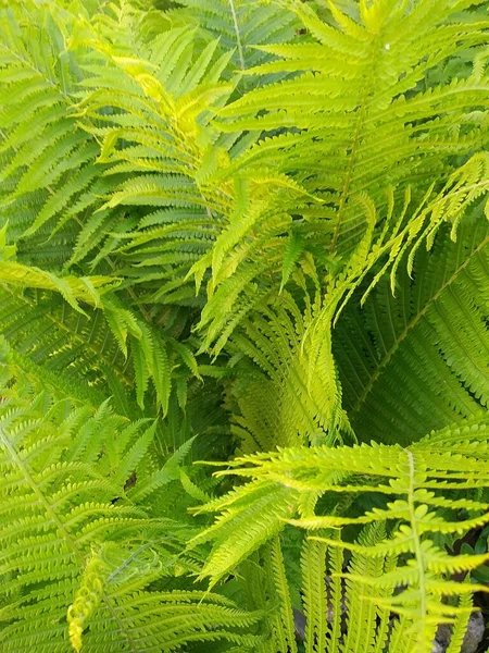 Questi Fiori Frutti Nel Mio Giardino Sono Meraviglie Della Natura — Foto Stock