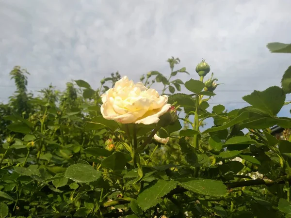 Bahçemdeki bu çiçekler ve meyveler doğanın harikalarıdır.!