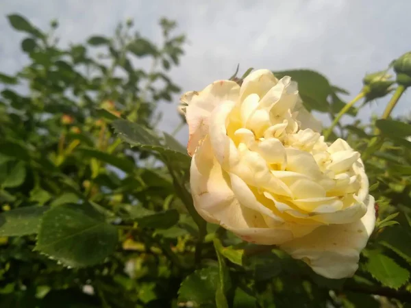 Estas Flores Frutos Meu Jardim São Maravilhas Natureza — Fotografia de Stock