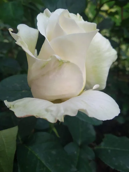 Questi Fiori Frutti Nel Mio Giardino Sono Meraviglie Della Natura — Foto Stock