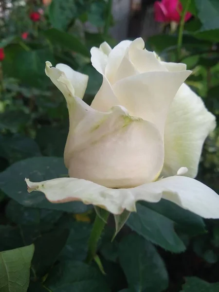 Questi Fiori Frutti Nel Mio Giardino Sono Meraviglie Della Natura — Foto Stock