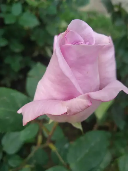 Estas Flores Frutos Meu Jardim São Maravilhas Natureza — Fotografia de Stock