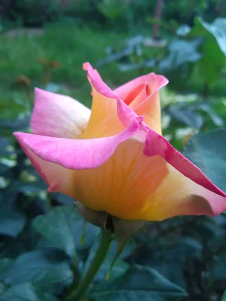 Estas Flores Frutos Jardín Son Maravillas Naturaleza — Foto de Stock