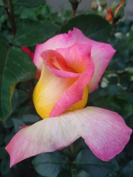 Estas Flores Frutos Jardín Son Maravillas Naturaleza —  Fotos de Stock