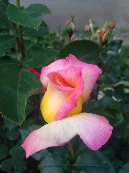 ดอกไม และผลไม เหล ในสวนของฉ นเป งมห ศจรรย ของธรรมชาต — ภาพถ่ายสต็อก