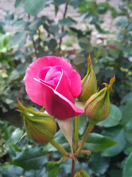 Estas Flores Frutos Meu Jardim São Maravilhas Natureza — Fotografia de Stock