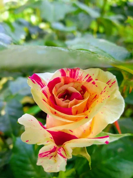 Diese Blumen Und Früchte Meinem Garten Sind Wunder Der Natur — Stockfoto